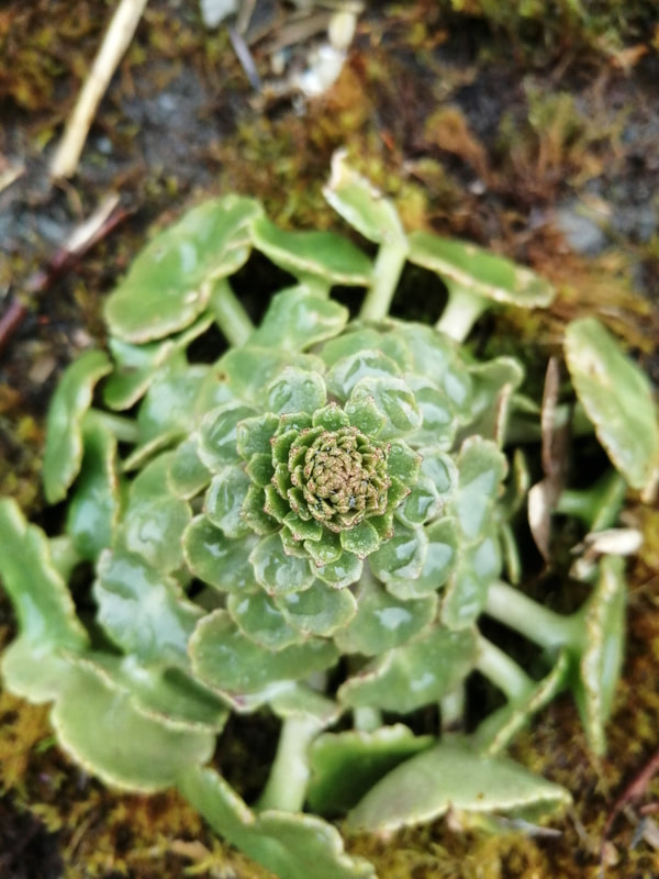 Pennywort Flower